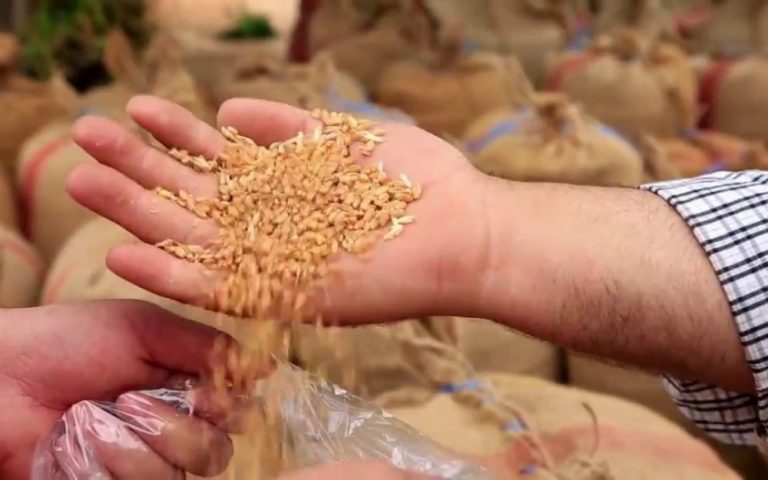 النظام يستولي على أراضي المهجّرين بحجة زراعة القمح
