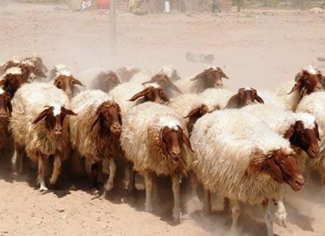 النظام يوزع لقاح أغنام قاتلا في السويداء