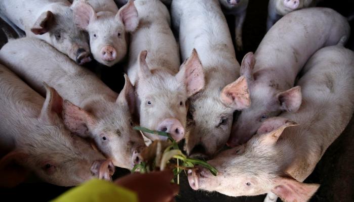 صناعي موال.. الخنازير ثروة اقتصادية وتربيتها سيدعم الخزينة العامة