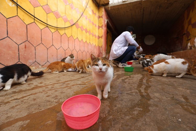 بعضها تعرض للقصف.. مركز لرعاية القطط والكلاب شمال إدلب