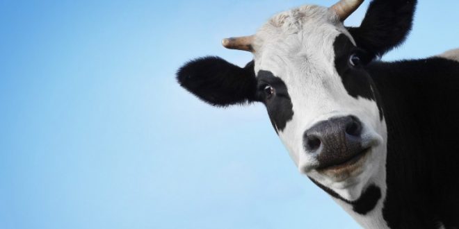 تصريح قرب انقراض الثروة الحيوانية بسوريا.. يثير الجدل