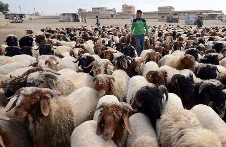 الثروة الحيوانية في سوريا مهددة بالانقراض