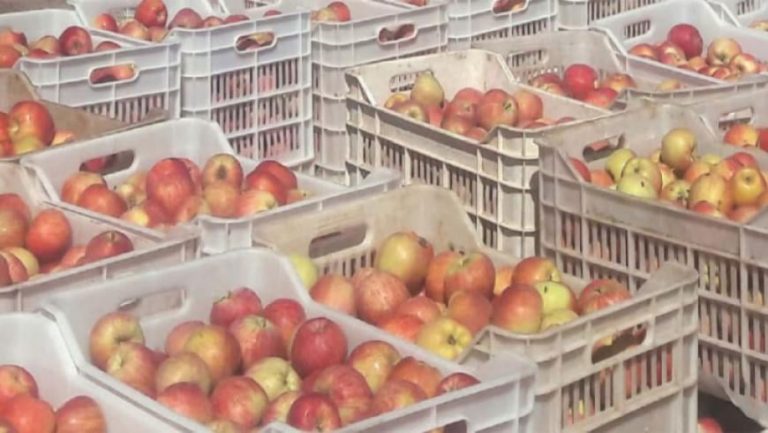 إتلاف 120 طن من التفاح في سرغايا بسبب انقطاع الكهرباء
