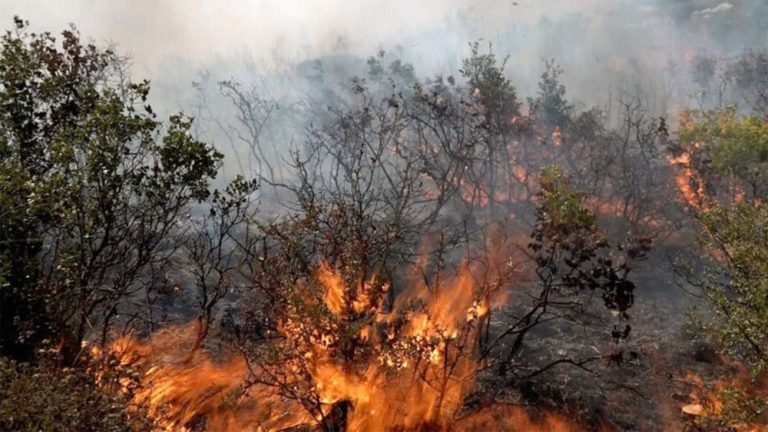 النظام يحجز على أموال مسؤولين تلاعبوا بمساعدات متضرري حرائق الساحل