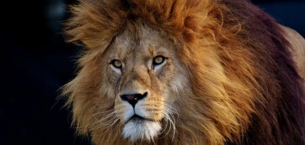 أسد يهاجم حارسته ويصيبها بجروح في حديقة حيوان ألمانية