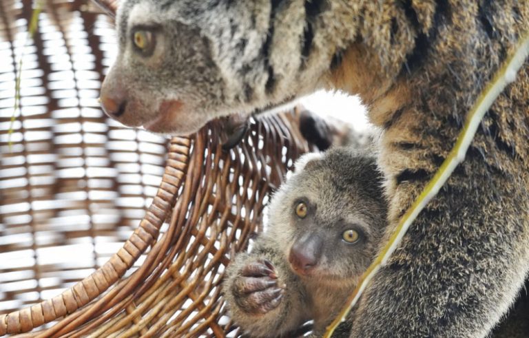 ولادة أبسوم مهدد بالانقراض في حديقة حيوان ببولندا