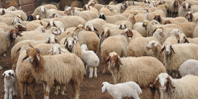 مسؤول في النظام: الثروة الحيوانية في سوريا آيلة للانقراض