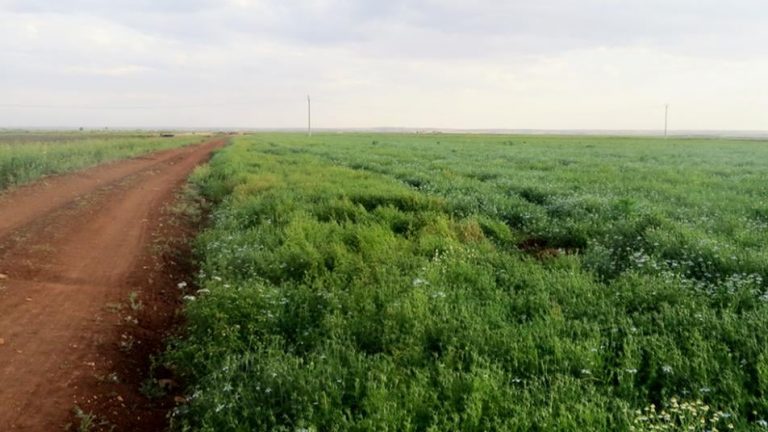 الشبكة السورية: النظام استولى على 440 ألف دونم في ريفي حماة وإدلب