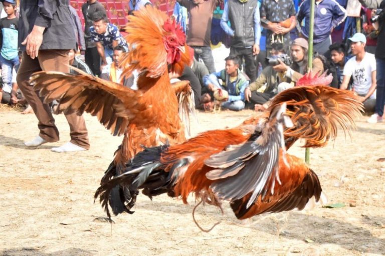 ديك يقتل صاحبه أثناء مصارعة ديوك جنوبي الهند