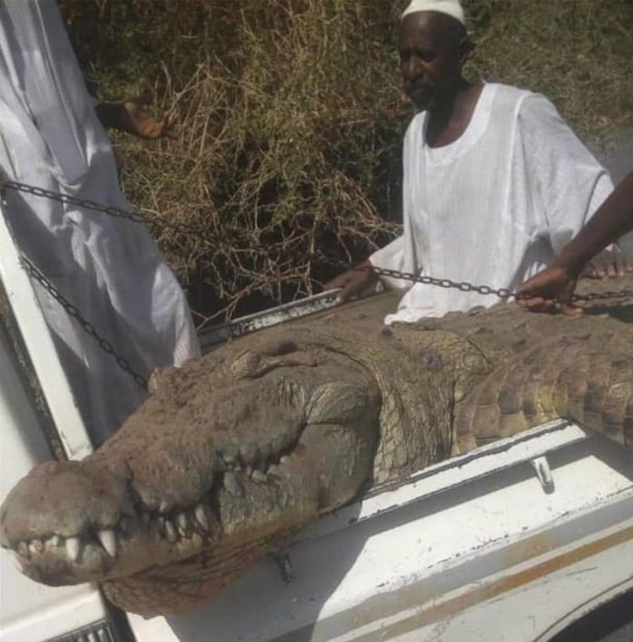 صور... سوداني يصطاد تمساحا التهم شخصين وخرافا شمال الخرطوم