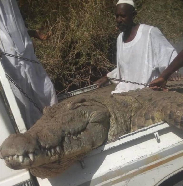 صور…  سوداني يصطاد تمساحا التهم شخصين وخرافا شمال الخرطوم