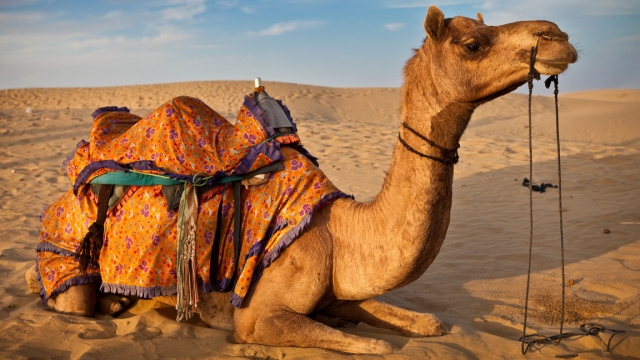 إماراتي يسرق جملا هدية لصديقته