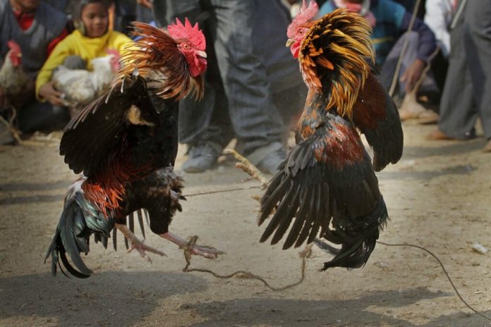 ديك يقتل صاحبه أثناء مصارعة ديوك جنوبي الهند