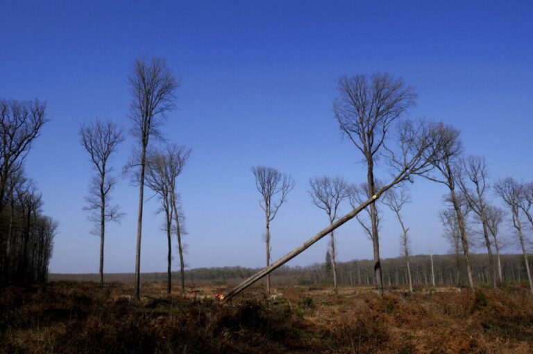 صور… قطع أشجار بلوط عمرها 200 عام لإعادة بناء برج نوتردام