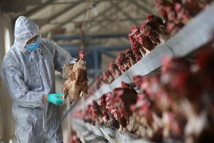 الجزائر تعلن اكتشاف بؤرة جديدة لإنفلونزا الطيور