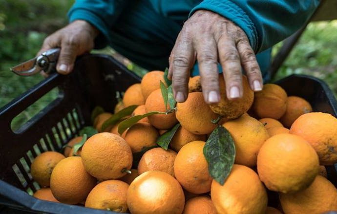 تراجع إنتاج الحمضيات في سوريا بأكثر من 32%